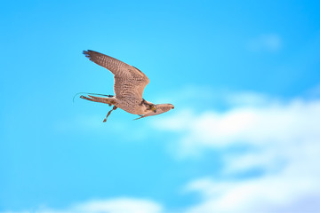 Hacón Peregrino Volando con el Cielo Azul de  Fondo, España