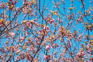 Blossoming sakura flowers in spring