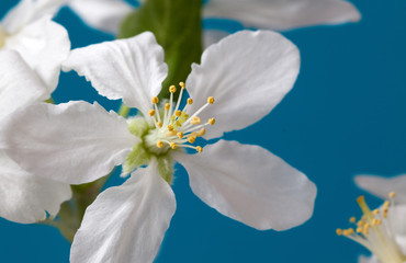 apple blossom on blue background