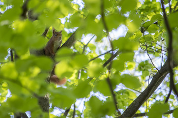 Ecureuil dans un arbre