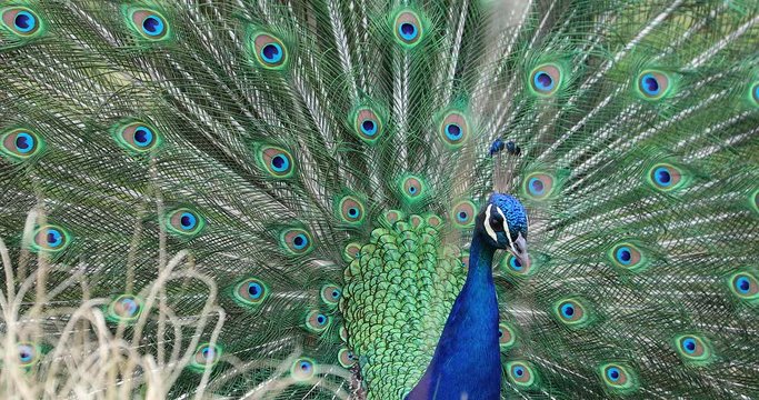 Courting Display of a Male Indian Peafow