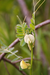 Birdwatching in Sardegna