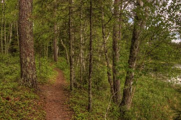 Summer in Schoolcraft State Park located in Northern Minnesota