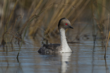 Silvery Grebe , Patagonia, Argentina