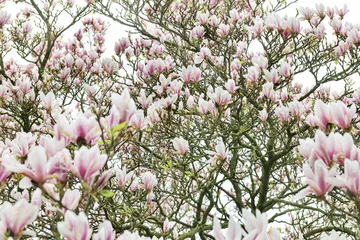 Photo sur Plexiglas Magnolia Pink Magnolia Tree with Blooming Flowers during Springtime in En