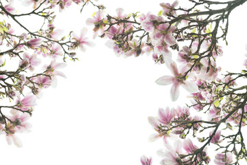 Fototapeta na wymiar Pink Magnolia Tree with Blooming Flowers during Springtime in En