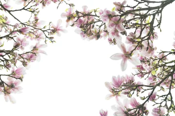 Photo sur Plexiglas Magnolia Magnolia rose avec des fleurs en fleurs au printemps en fr