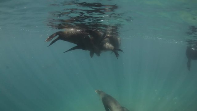 Californian sea lion (Zalophus californianus) swimming and playing in the reefs of los islotes in Espiritu Santo island at La paz,. Baja California Sur,Mexico.