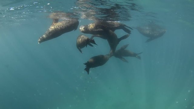 Californian sea lion (Zalophus californianus) swimming and playing in the reefs of los islotes in Espiritu Santo island at La paz,. Baja California Sur,Mexico.