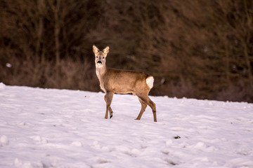 Doe in winter nature