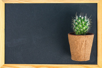 Cactus in front of classroom chalk board. Back to school concept with copy space.