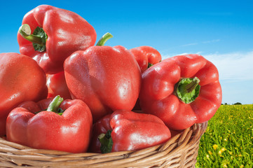 Fresh red bell pepper