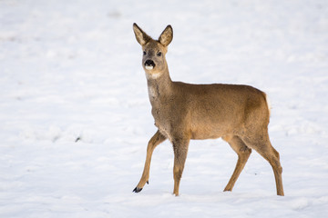 Doe in winter nature