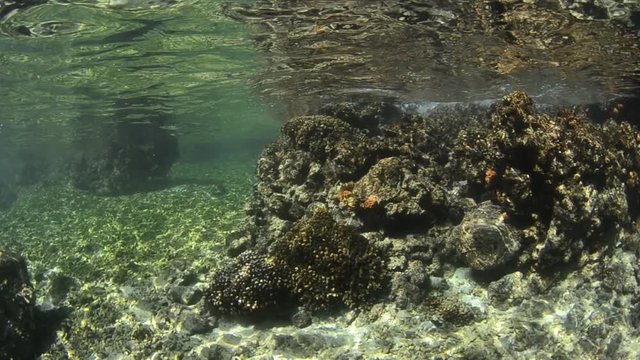 Californian sea lion (Zalophus californianus) swimming and playing in the reefs of los islotes in Espiritu Santo island at La paz,. Baja California Sur,Mexico.