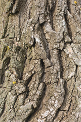 Stump texture on the cut, beautiful wood texture rustic	