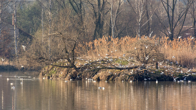 Island in a lake with nesting racks.