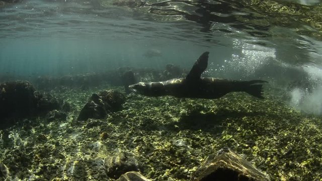 Californian sea lion (Zalophus californianus) swimming and playing in the reefs of los islotes in Espiritu Santo island at La paz,. Baja California Sur,Mexico.