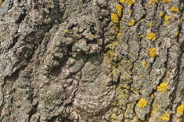 Stump texture on the cut, beautiful wood texture rustic	