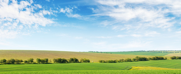 Fototapeta na wymiar Green spring corn field and blue sky