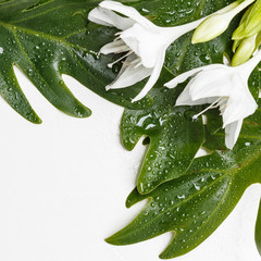 Obraz premium Two white flowers on wet green leaves.