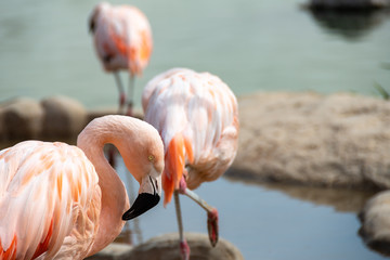Fototapeta na wymiar beautiful pink flamingo takes care of its feathers