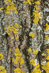Stump texture on the cut, beautiful wood texture rustic	