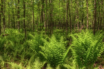 Obraz premium Summer in Schoolcraft State Park located in Northern Minnesota