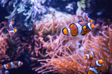 Fototapeta na wymiar Orange fish 