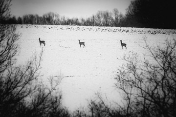 Doe in winter nature