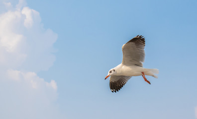 Seagulls are flying at the sea.