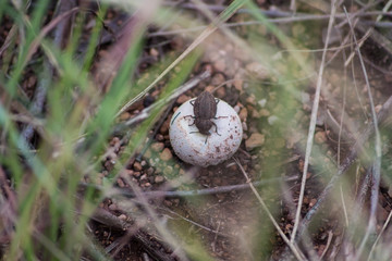 Beetle Eating a Mushroom