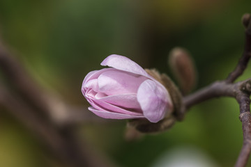 natural pink magnolia flower, natural white magnolia flower, closeup, magnolia, pąk kwiatowy 