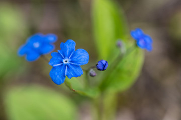 ułudka wiosenna, drobne niebieskie kwiatki - 201122763