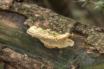 Mushroom on a branch