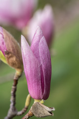 natural, pink, magnolia, flower, closeup, magnolia, pąk kwiatowy
