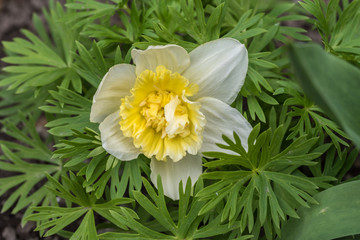 żonkil, kwiat z białymi płatkami - 201122901