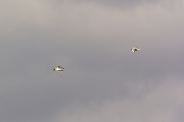 A seagull sailing flying in the sky carrying a straw to build a nest.