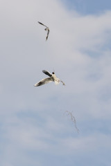 Obraz premium A seagull sailing flying in the sky carrying a straw to build a nest.