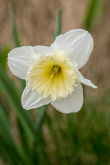 żonkil, kwiat biały z żółtym środkiem - 201122978