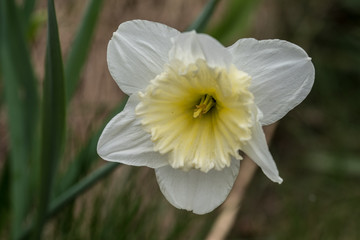 żonkil, pojedynczy kwiat biały z żółtym środkiem - obrazy, fototapety, plakaty