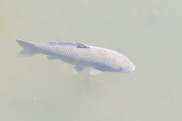 Black Golden Koi or Carp Fish swimming in the pond