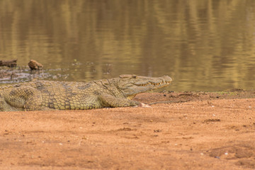 Nile Crocodile