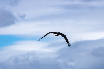 Obraz premium Juvenile Fish Eagle