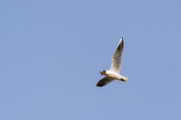 A seagull sailing flying in the sky carrying a straw to build a nest.