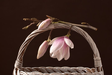 białe magnolie, magnolie w koszu, białe magnolie, kwiaty, naturalny, kwiaty w studio