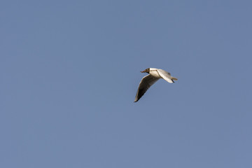 A seagull sailing flying in the sky carrying a straw to build a nest.