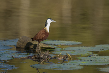 African jacana