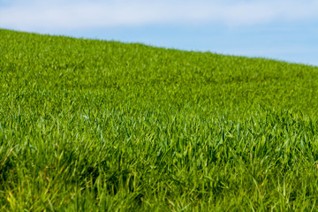 Grüne Wiese