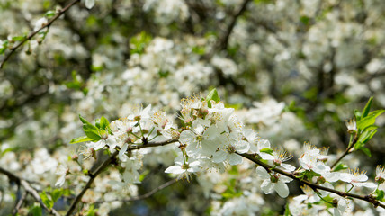 White cherry flowers tree