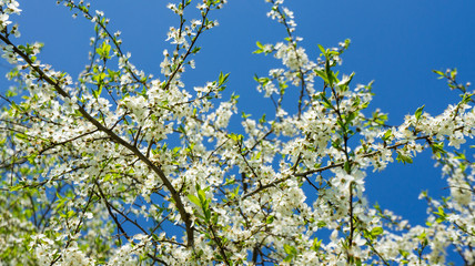 White cherry flowers tree